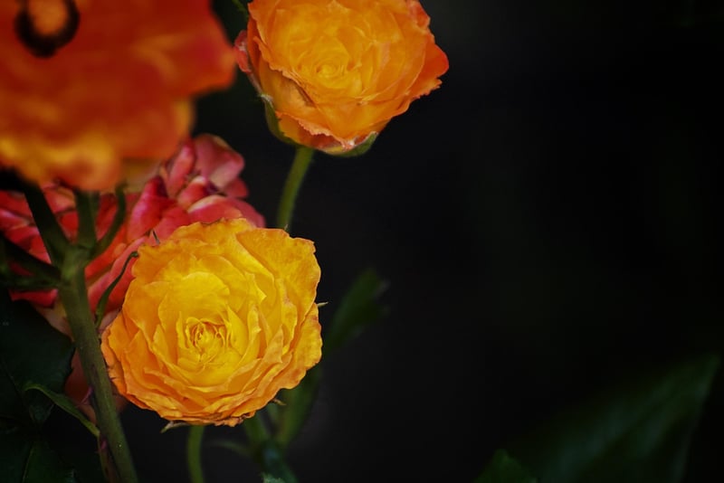 Horticultural Activities